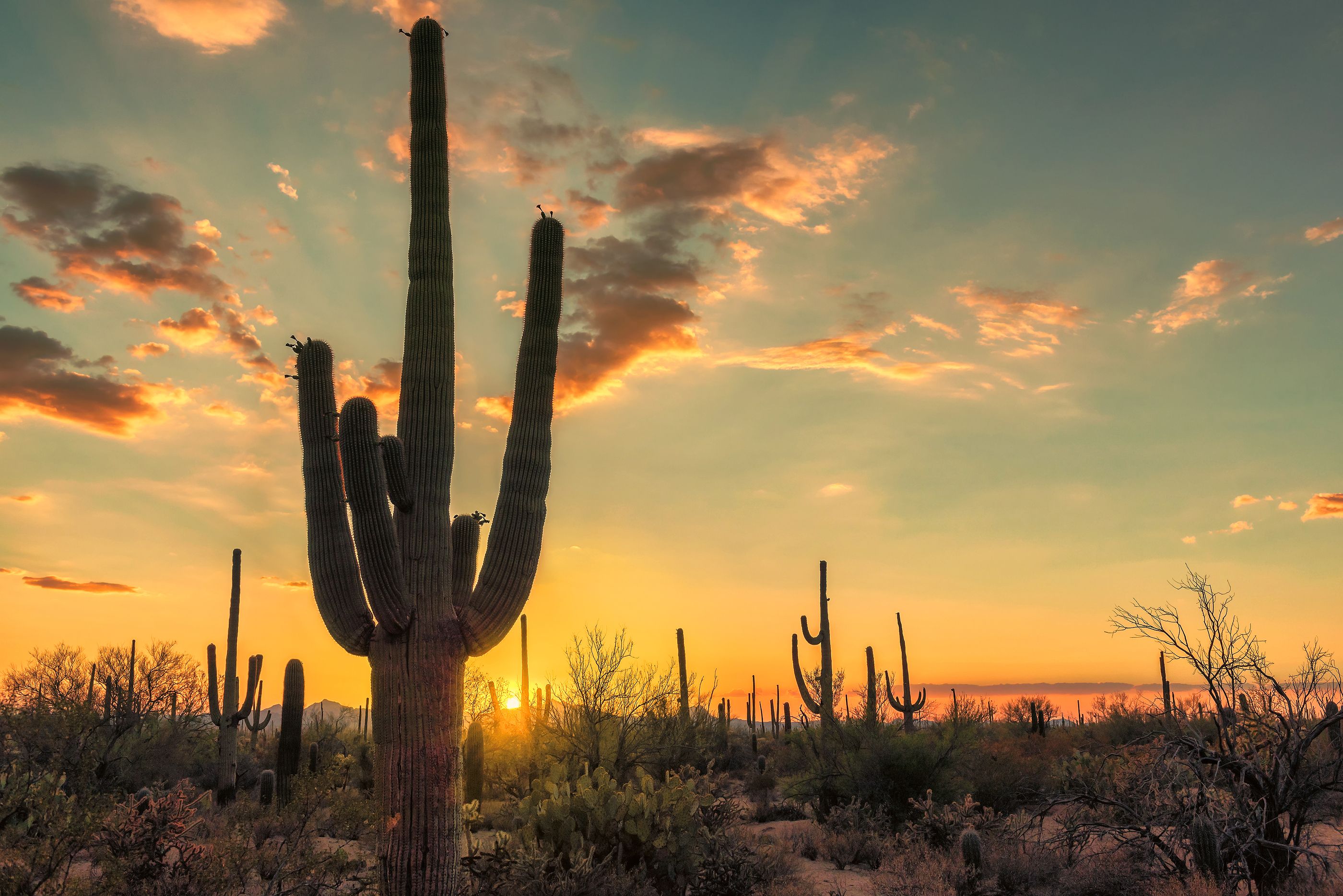 2800x1869 Silhouette of Saguaro cactus in Sonoran desert at sunset, Arizona Travel Evacuation Medevac Membership Insurance