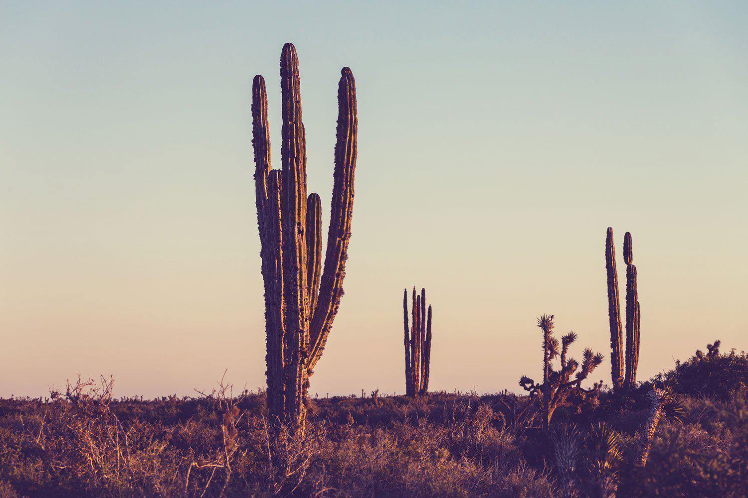 1500x1000 Cactus Under Sunset Wall Mural