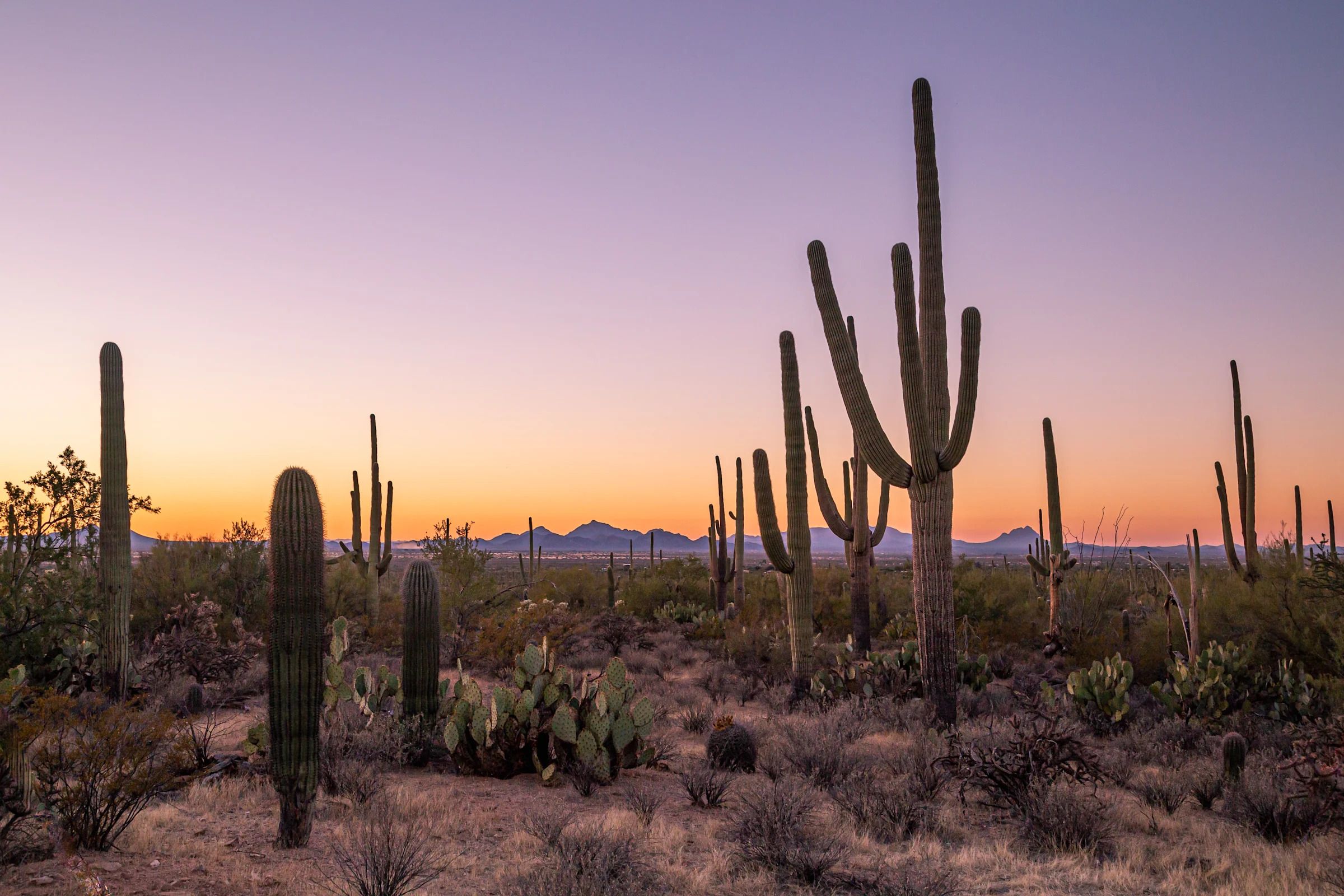 2400x1600 Surreal sunsets and expressive giants: why Saguaro National Park surprised us