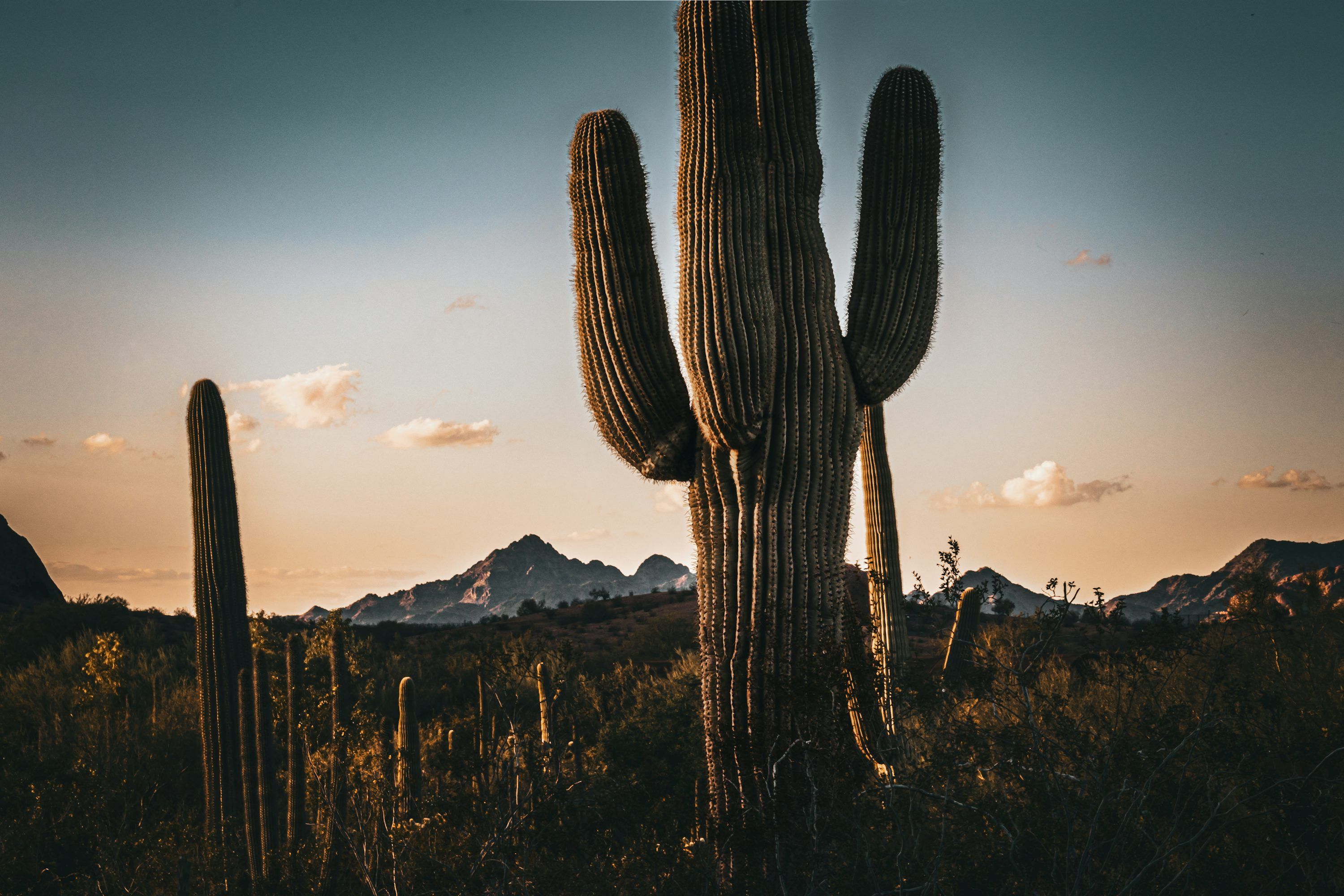 3000x2000 A large cactus in a field with mountains in the background photo
