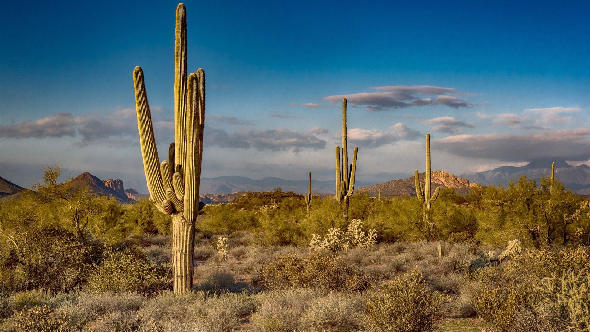 1920x1080 Saguaro Cactus Arizona Photography HD Wallpaper