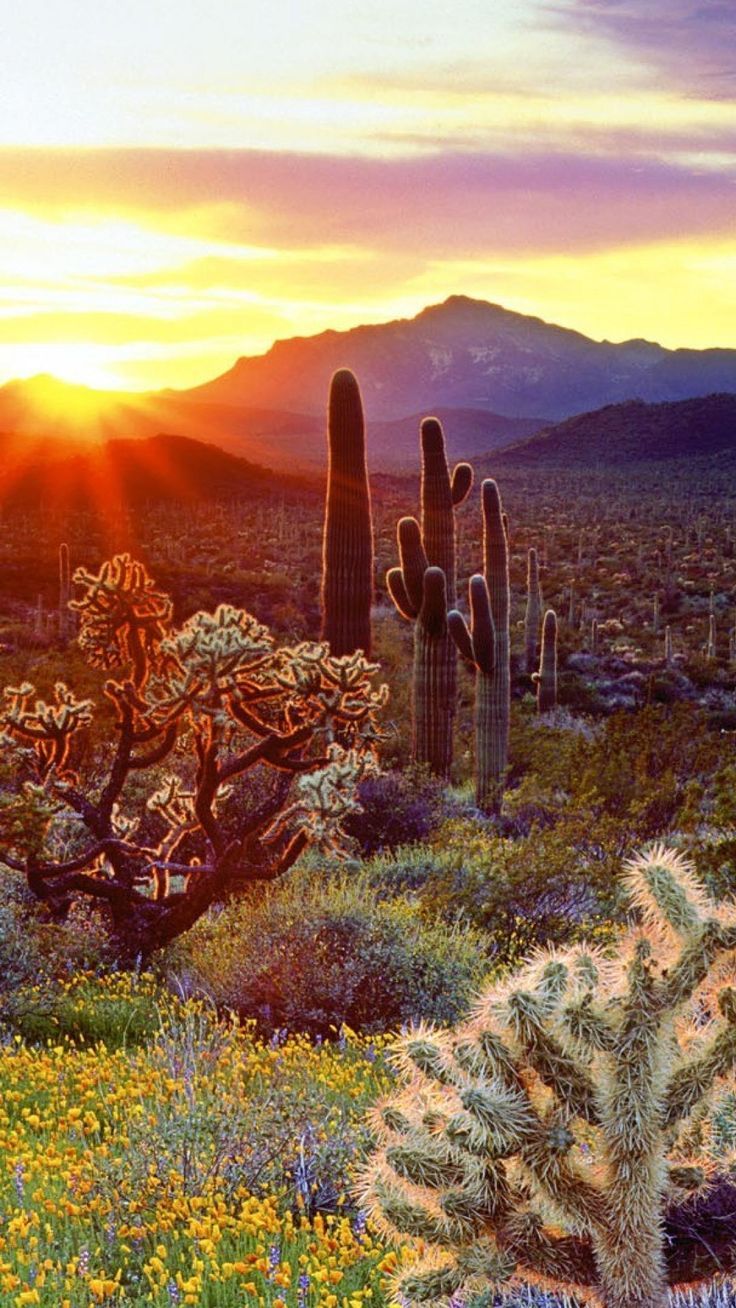 736x1308 Desert Cactus iPhone Wallpaper