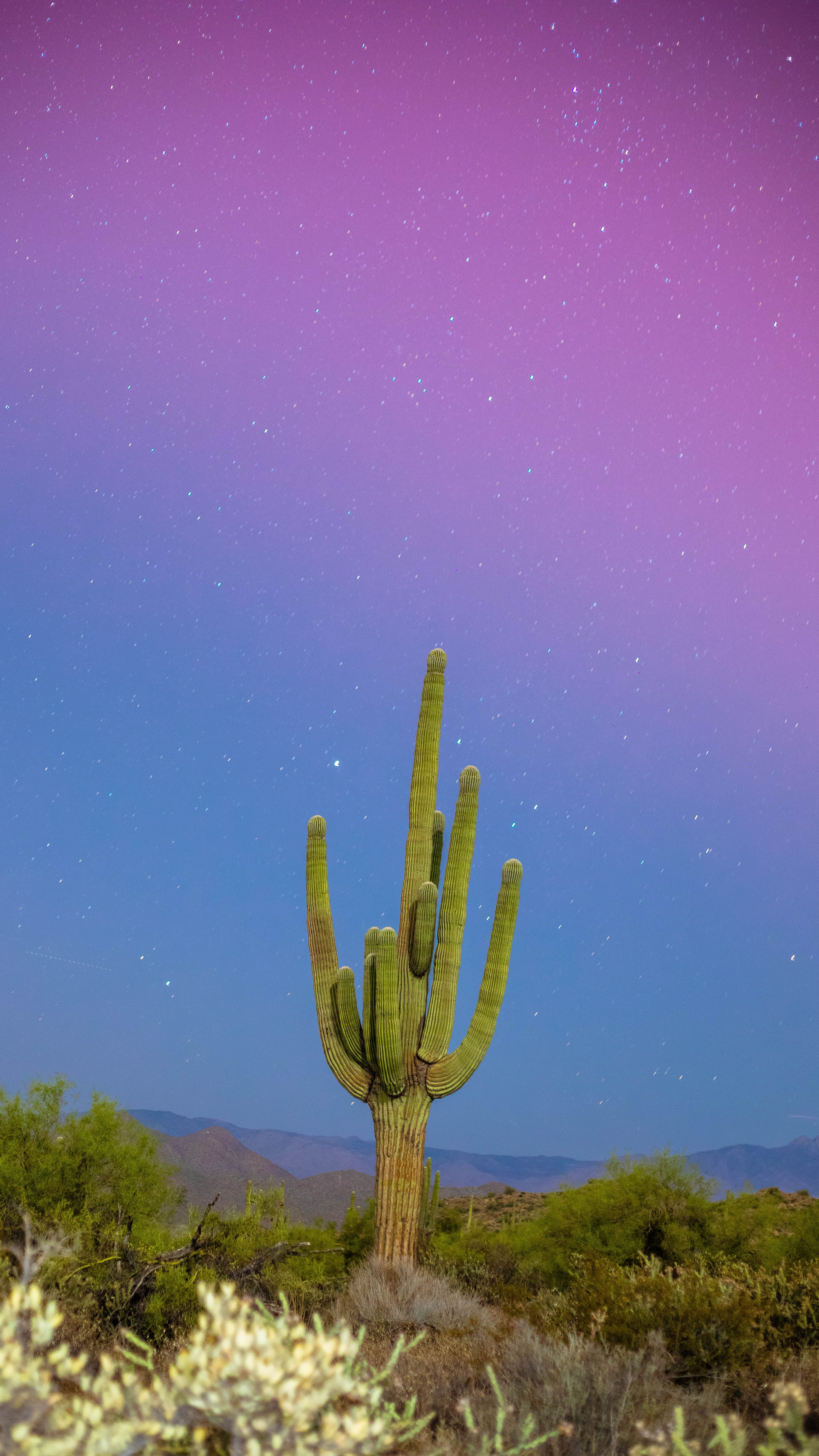 3750x6666 Serene Desert Night with Saguaro Cactus · Free