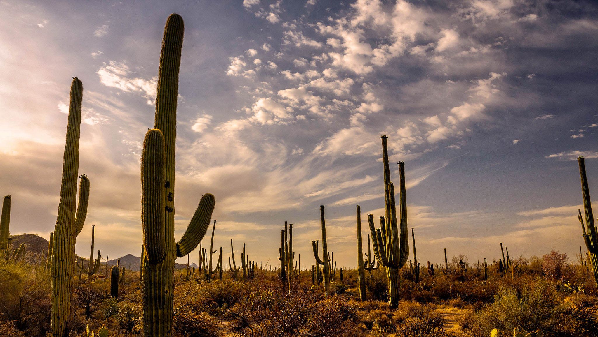 2048x1157 Saguaro National Park Is One Of The Most Beautiful Places In Arizona