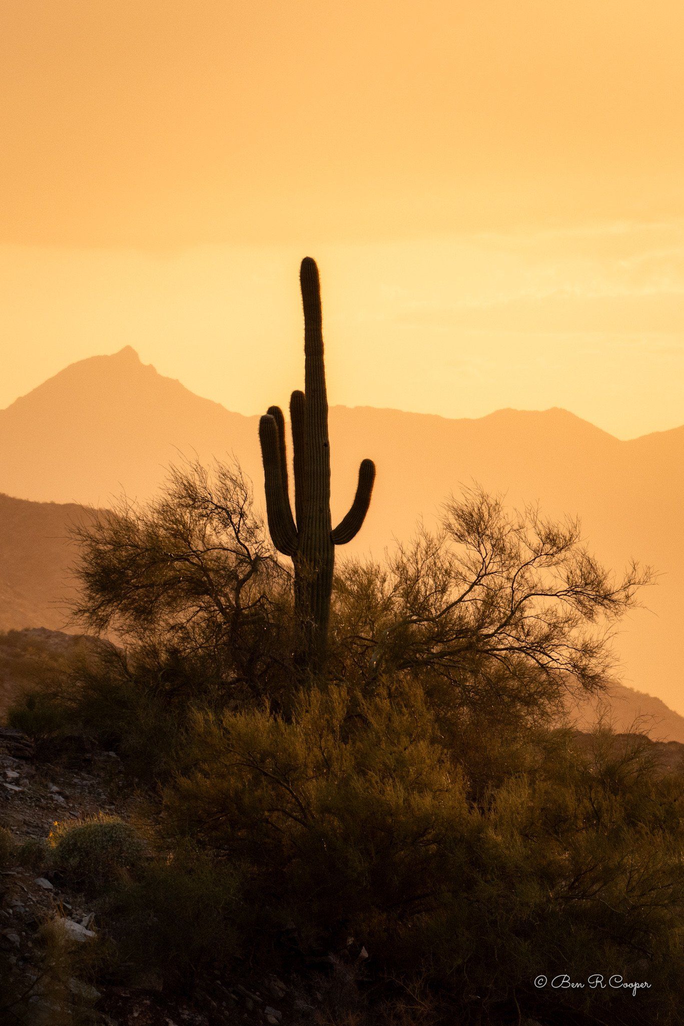 1367x2048 Saguaro Cactus at Dobbins Lookout. Ben R Cooper Photography