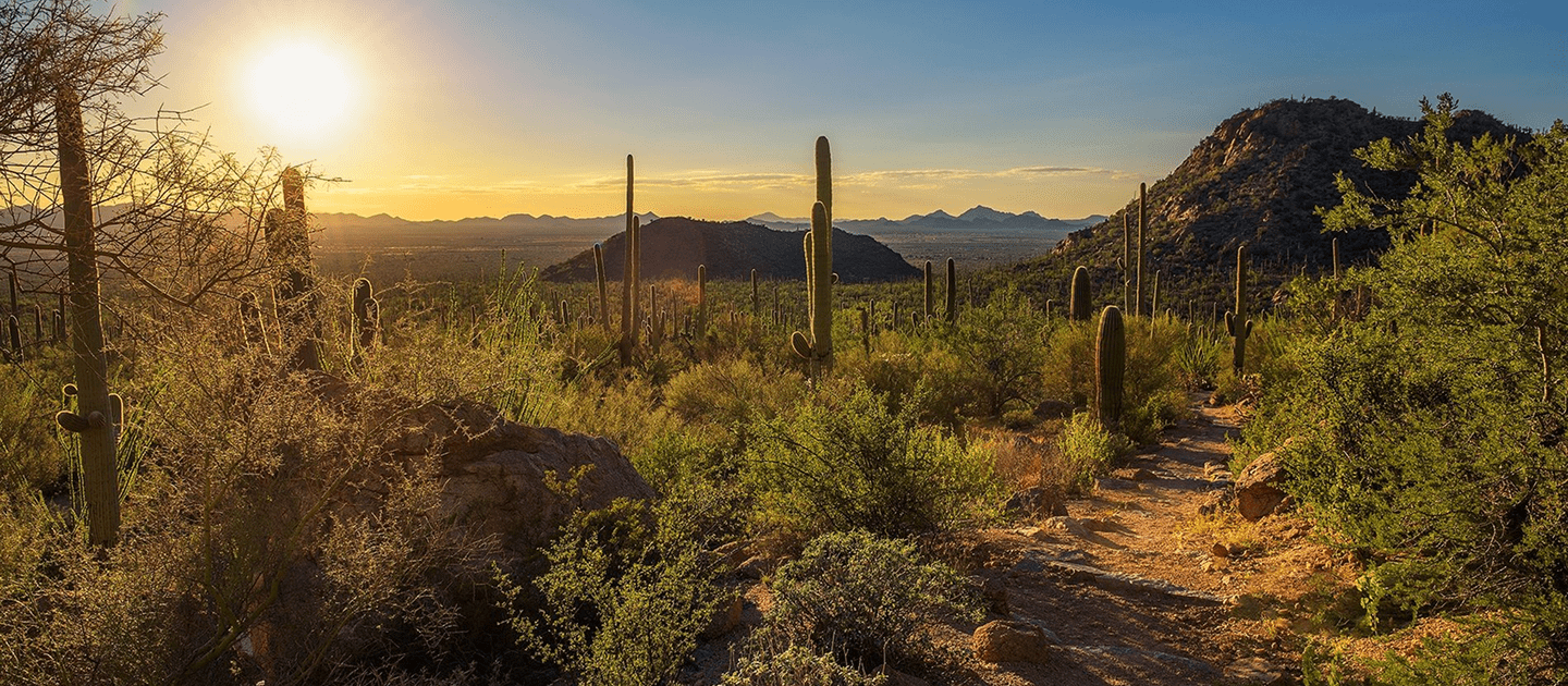 1440x630 Saguaro National Park