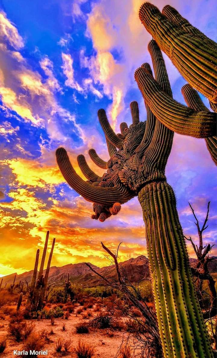 720x1186 Cactus sky image. Sunset cactus wallpaper hd, Saguaro cactus desert sunset wallpaper, Arizona