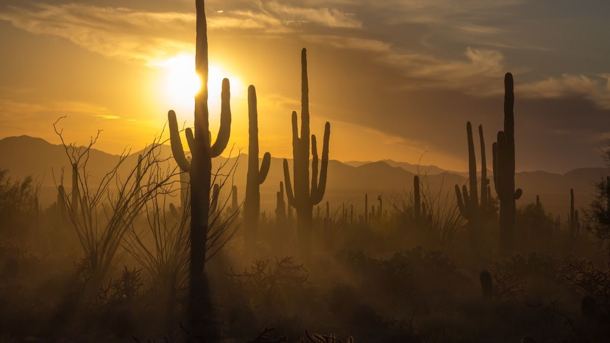 1200x675 Saguaro National Park offers so much more than iconic cacti