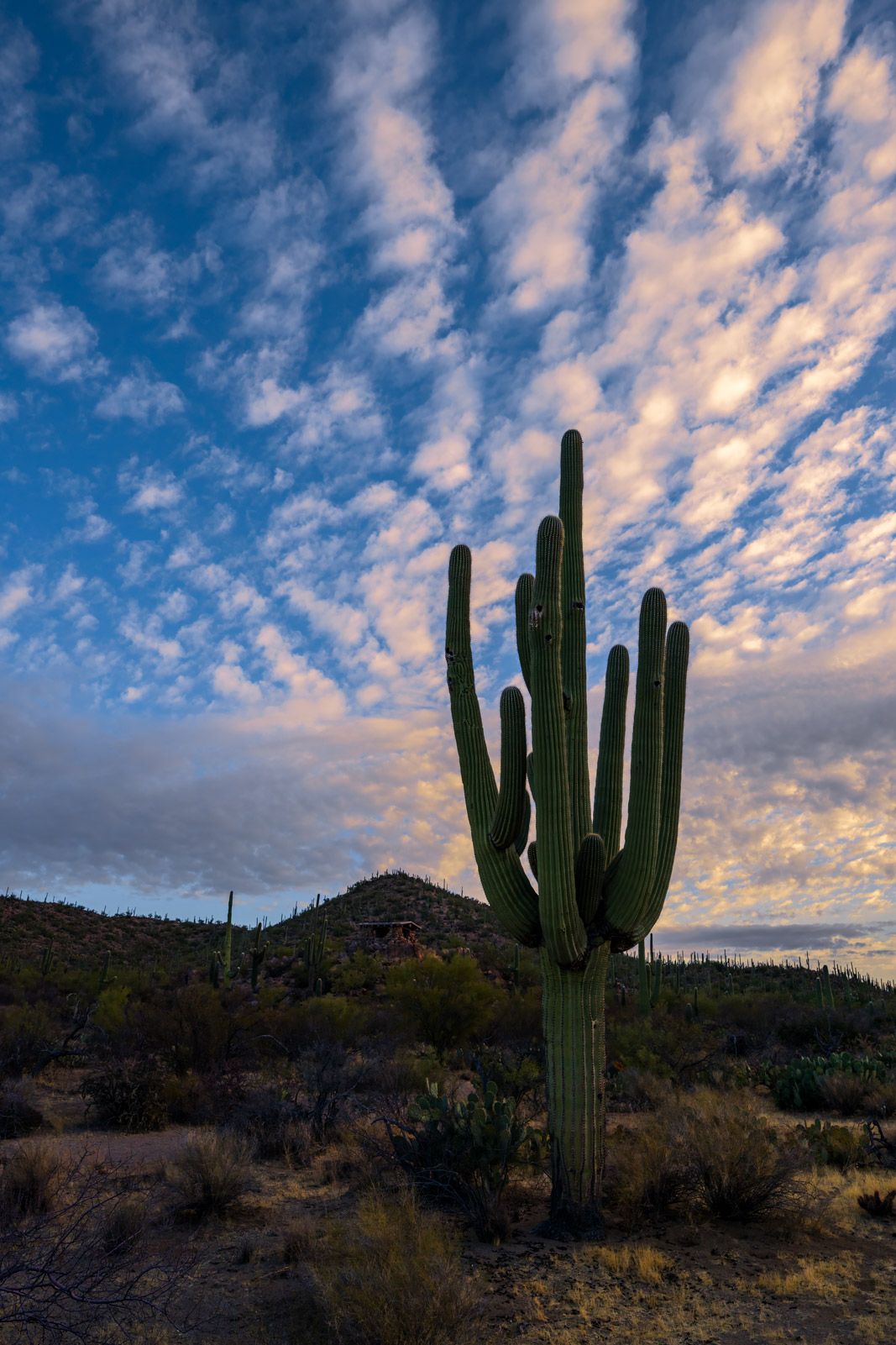 1067x1601 Saguaro Cactus and Exploding Sky Fine Art Photo. Fine Art Prints By Joseph C. Filer