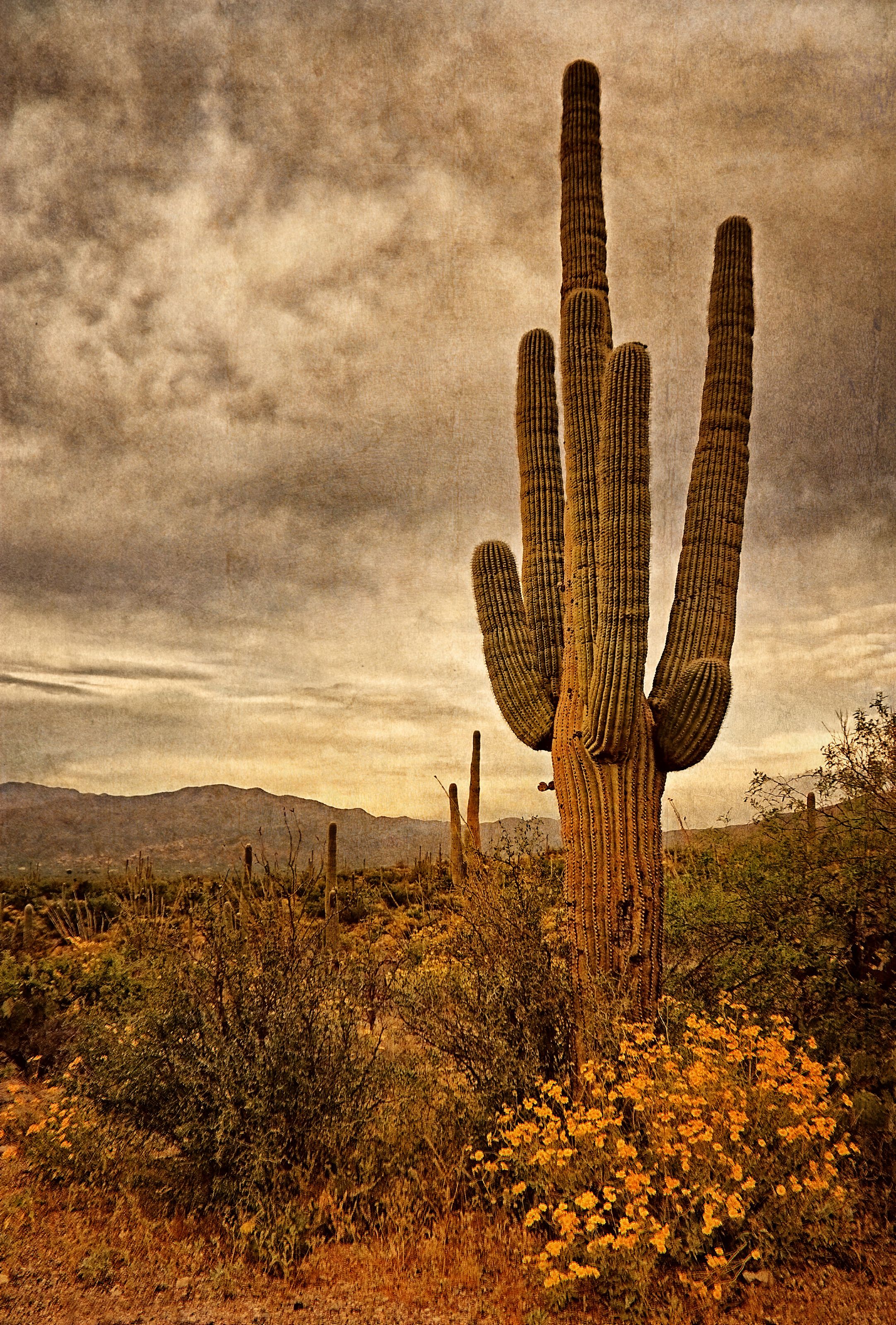 2164x3200 Desert Sentinels Mural Robertson Your Way