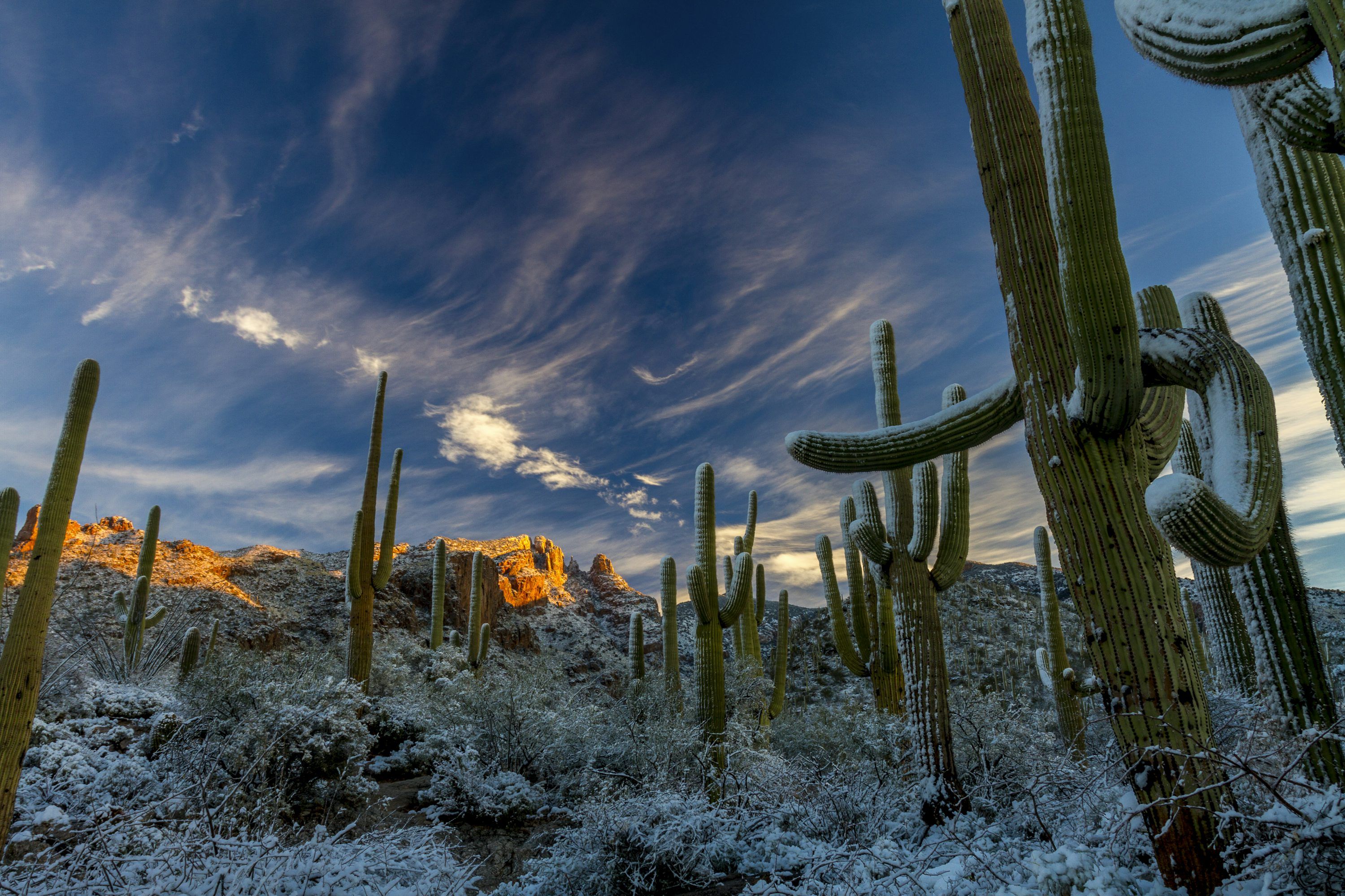 3000x2000 Cactus under cloudy sky during daytime photo