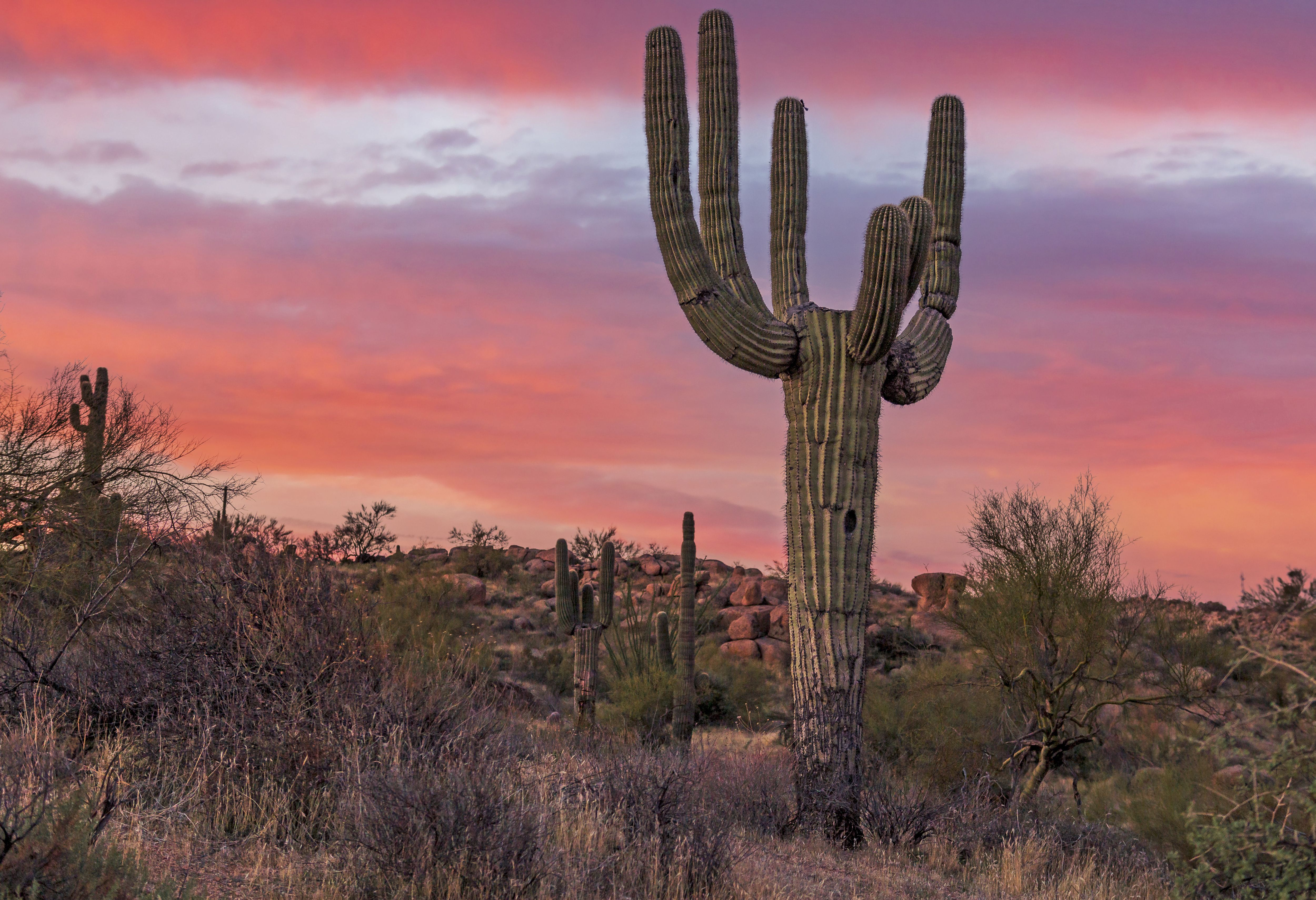 5000x3421 Unique Saguaro Cactus At Sunrise In The Arizona