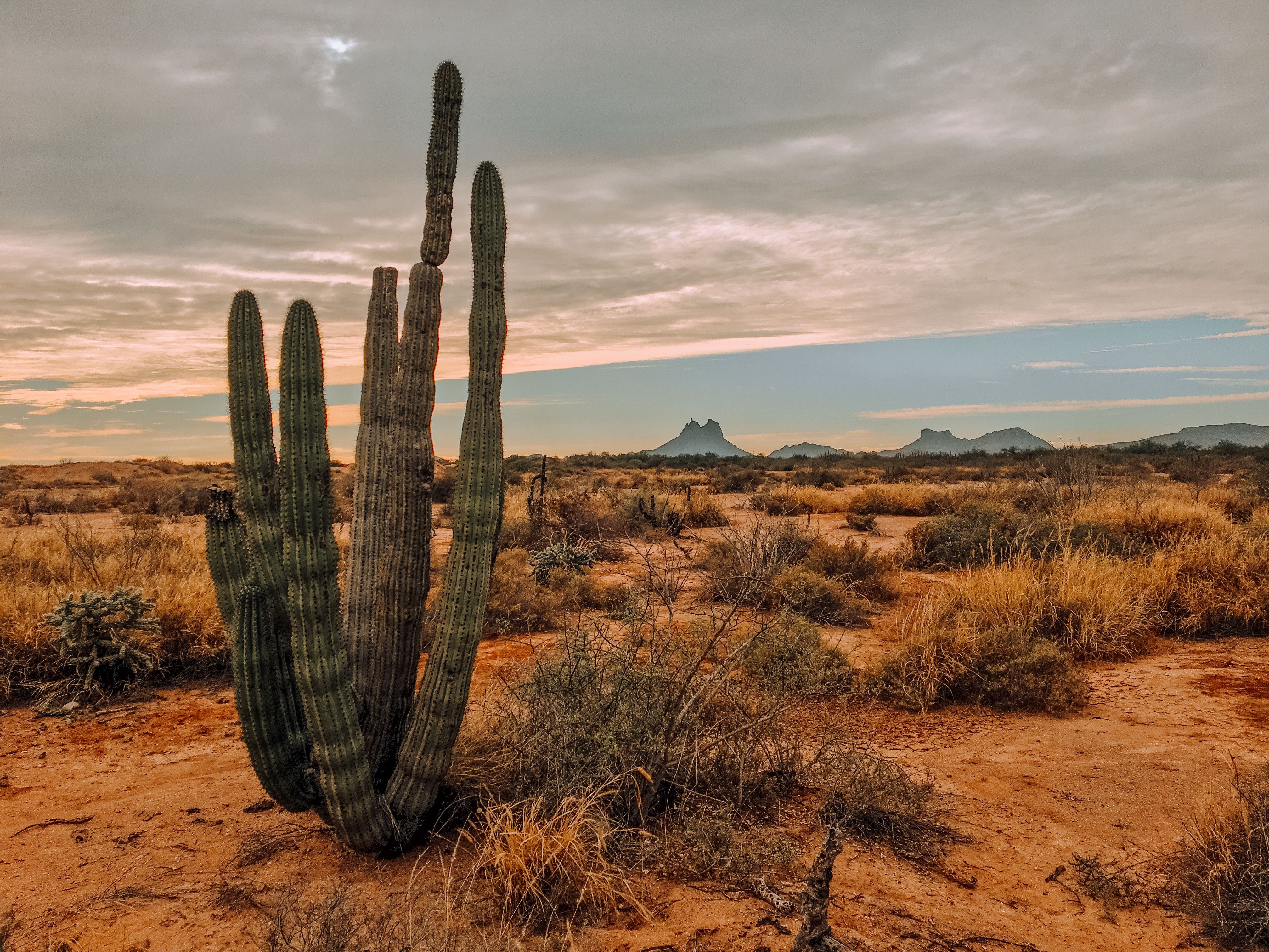 4032x3024 High cactus on dry terrain behind mounts under cloudy sky · Free