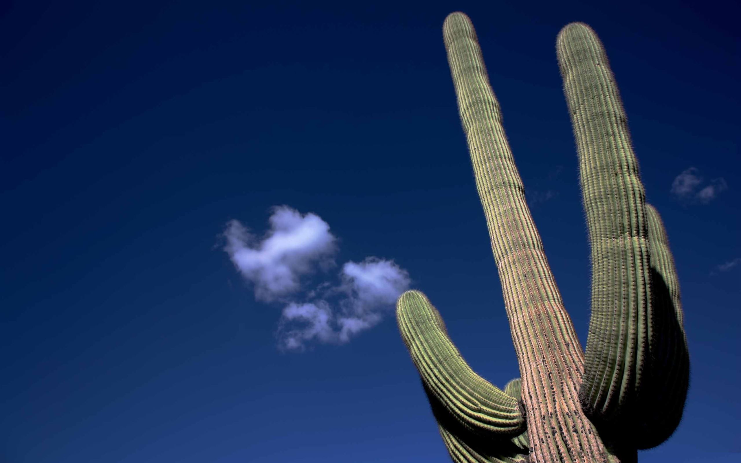 2560x1600 Saguaro Cactus MacBook Air Wallpaper Download
