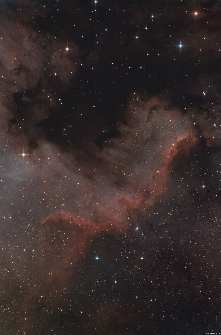 736x1113 My high resolution version of The North America Nebula last night from my backyard [OC][3116x2060]