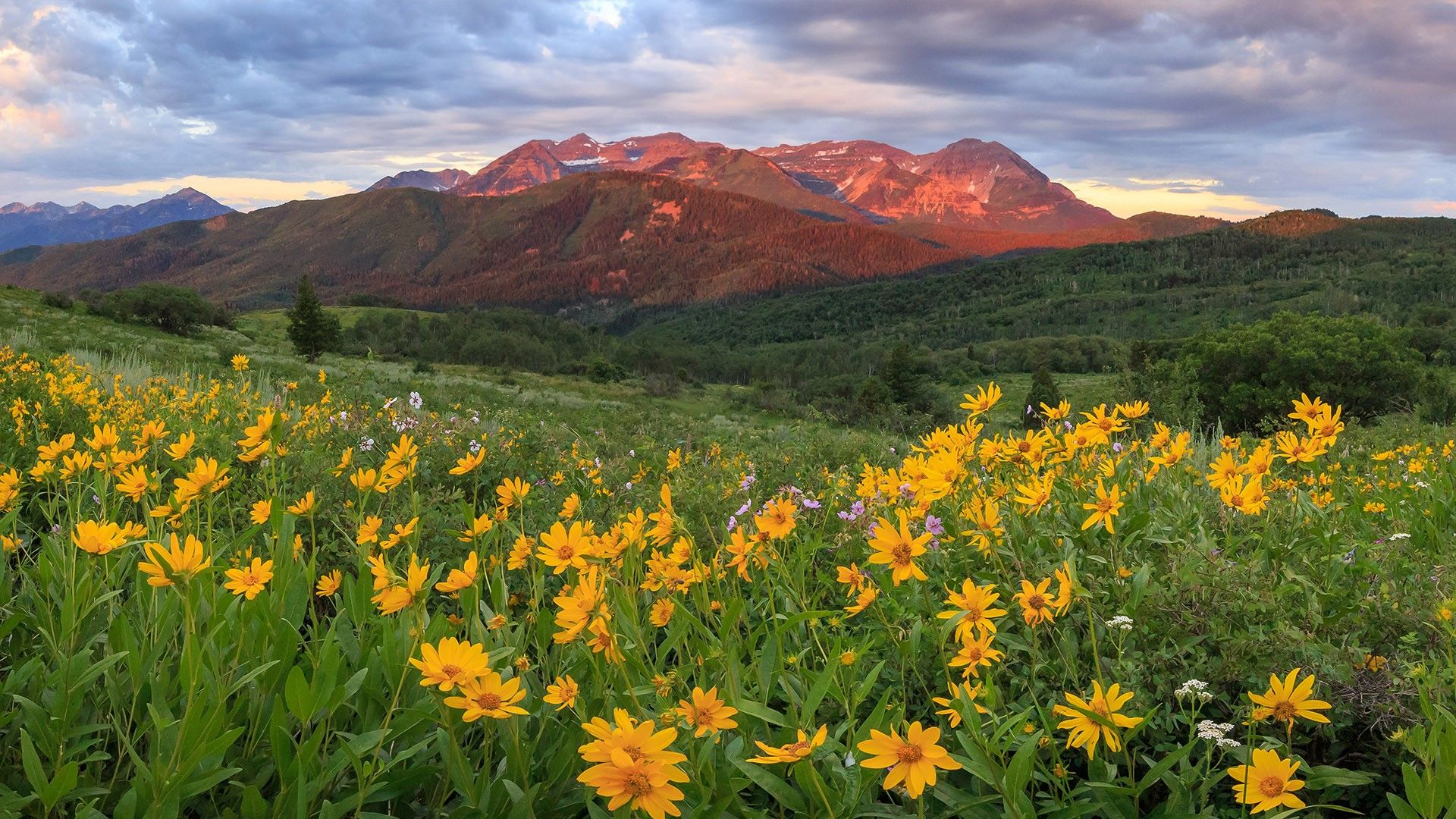 1920x1080 Sunrise summer wildflowers on Mount Timpanogos, Southern Wasatch Mountains, Utah, USA. Windows Spotlight Image