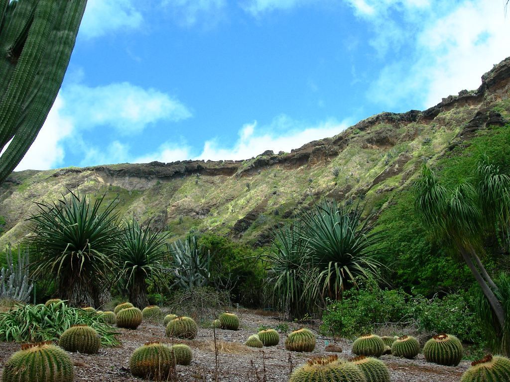 1024x768 Koko Crater Botanical Gardens. cactus garden -background th