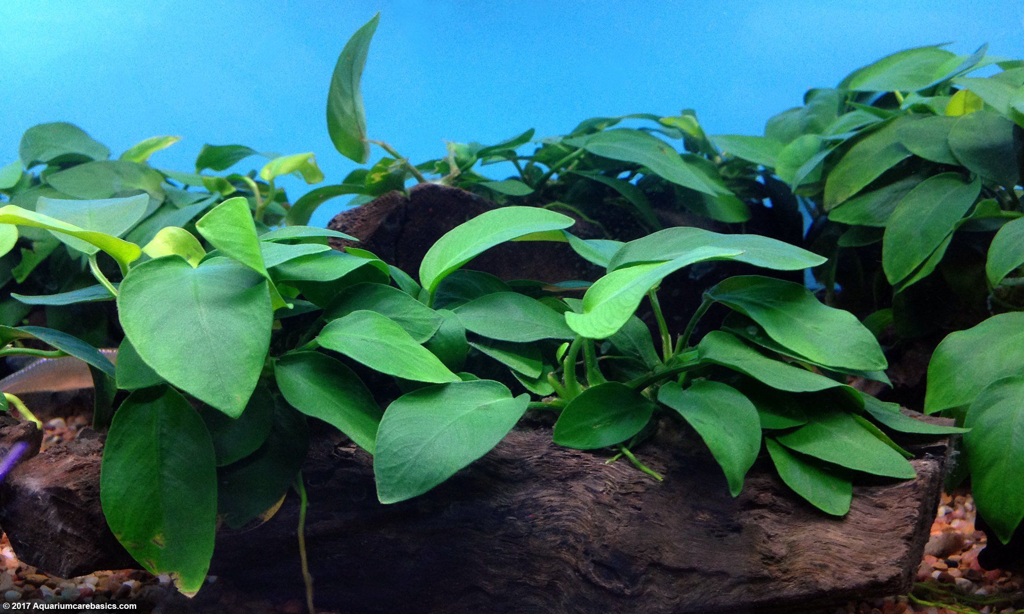 2000x1200 Anubias Barteri: Plant Types, Care, Propagation & Algae