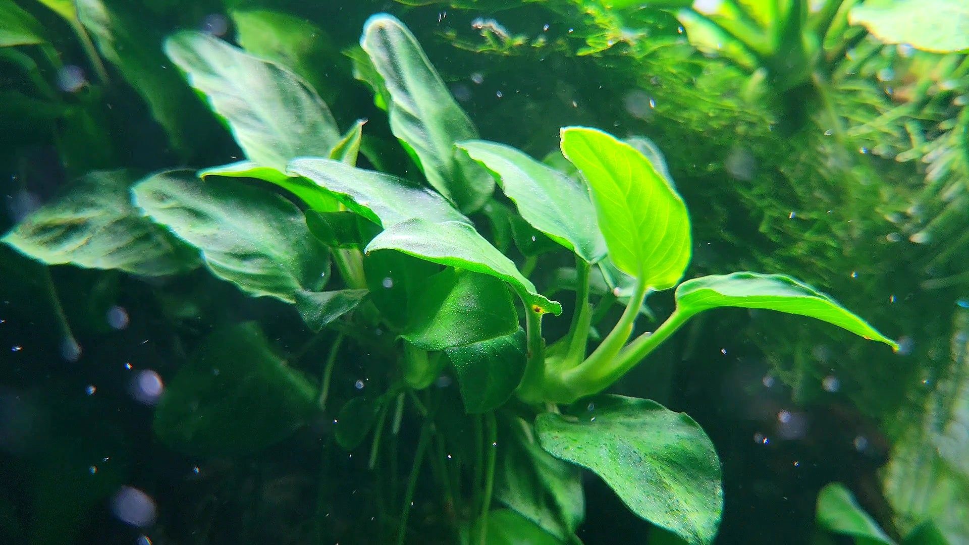 1920x1080 Anubias Nana Petite