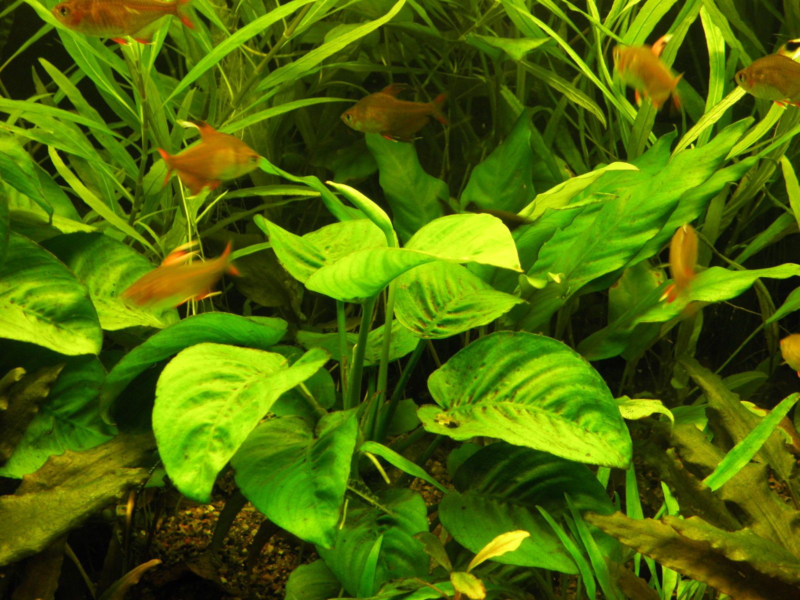 1600x1200 Anubias Schott. Plants of the World Online