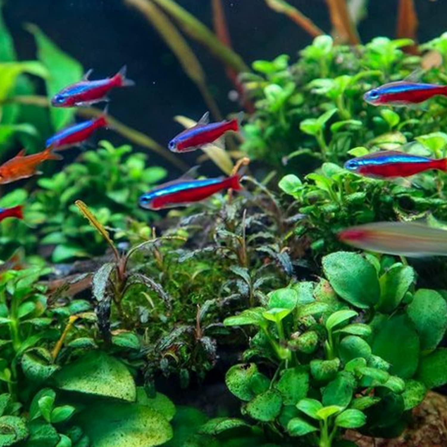 1500x1500 Anubias Nana Petite Potted Live Aquarium Plants for Nano Fish Tank by Mainam : Pet Supplies