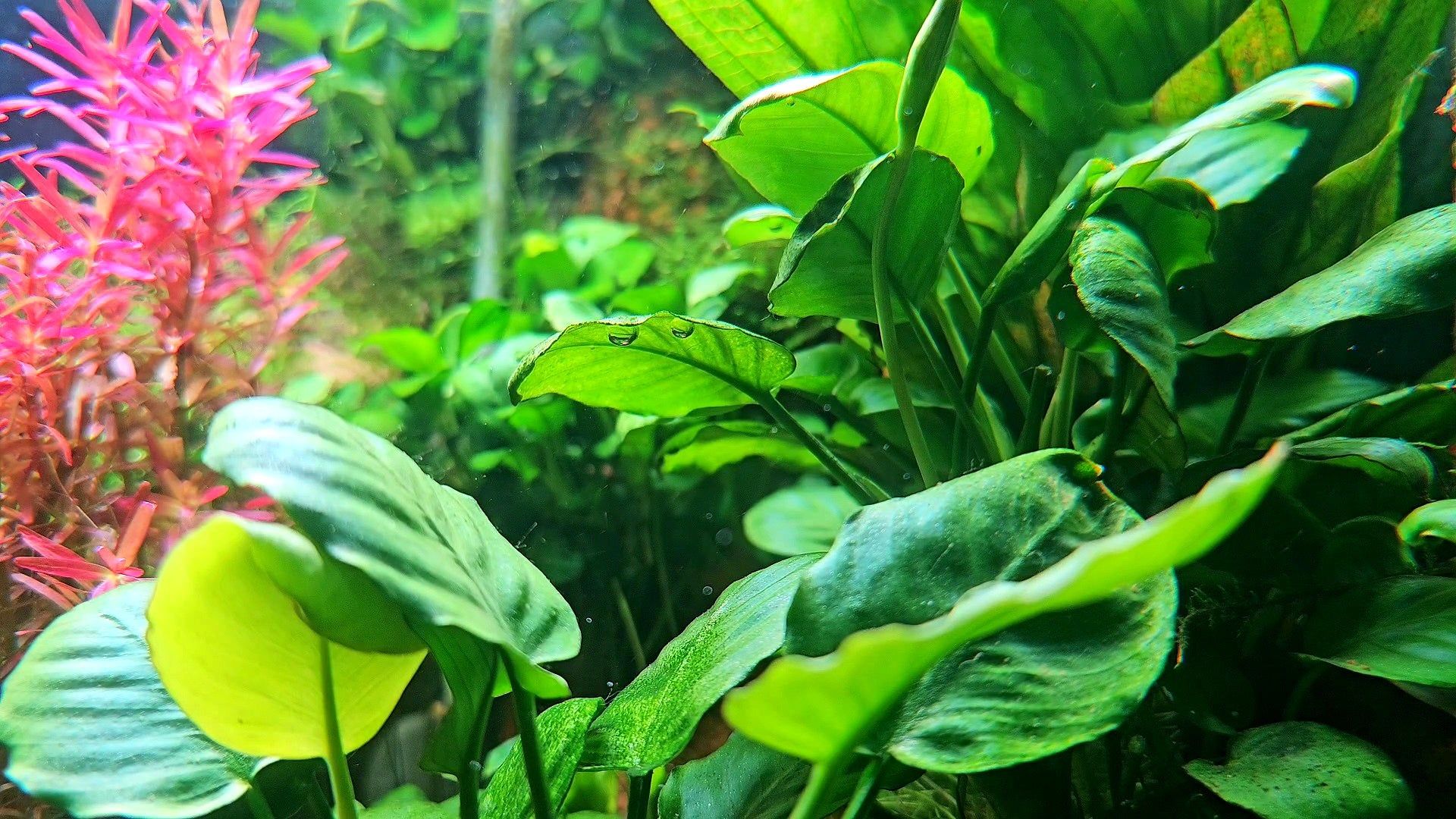 1920x1080 Anubias Barteri Round Leaf