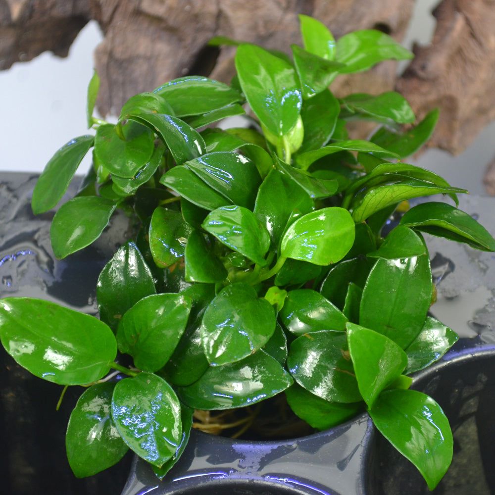 1000x1000 Anubias Nana Petite