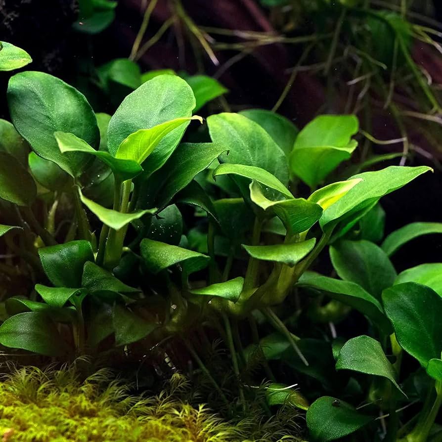 894x894 Buy2get1free, same plant Anubias Barteri Var. 'Nana Petite' Potted Plant Ps207 Live Aquarium Plant : Pet Supplies