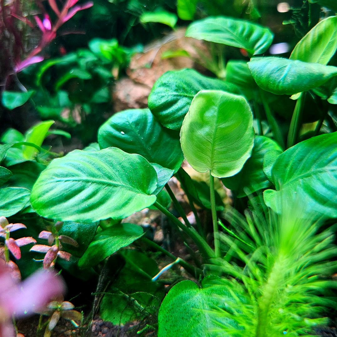 1080x1080 Anubias Barteri Round Leaf