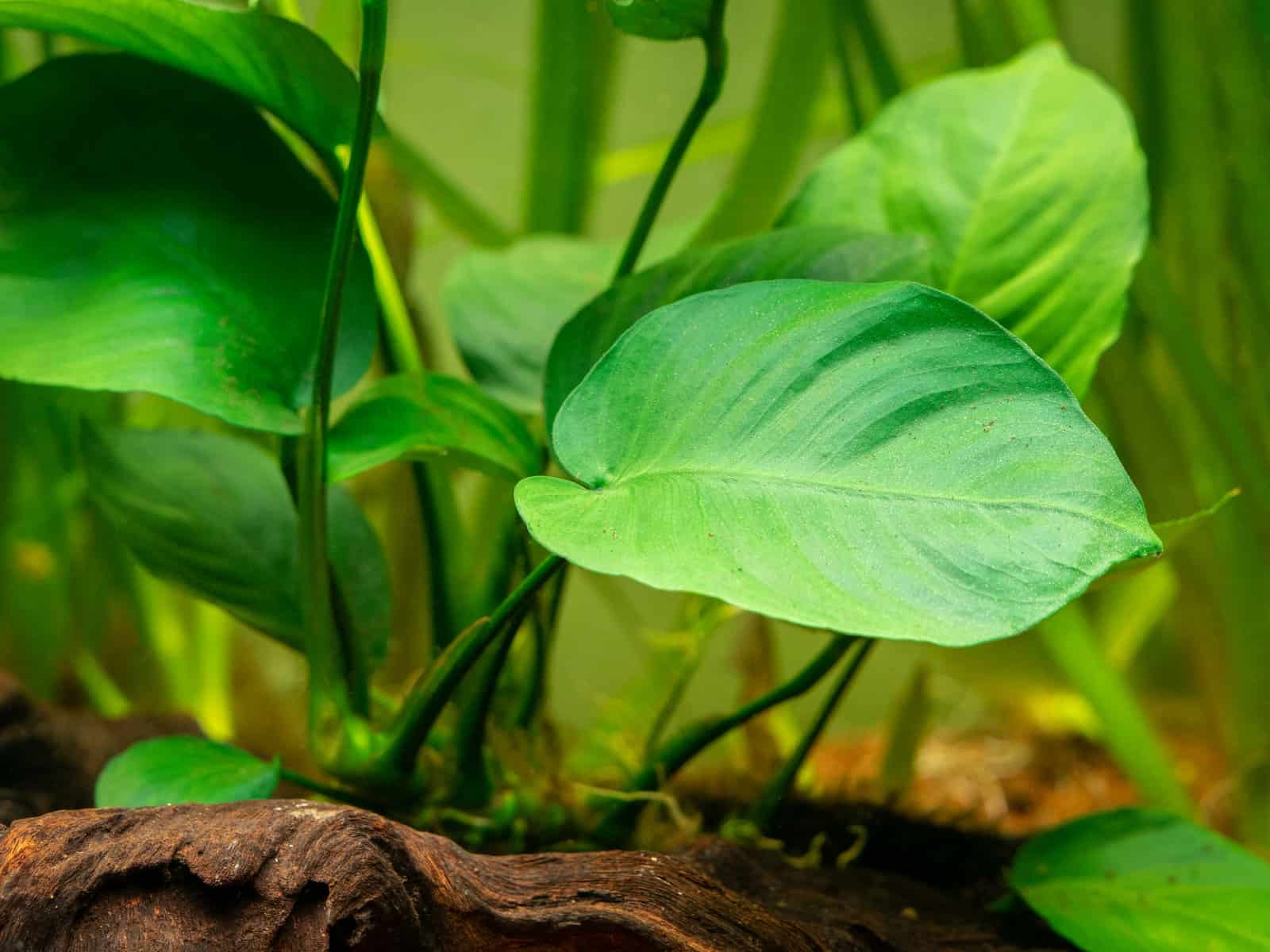 1600x1200 Can Anubias Grow Out of Water