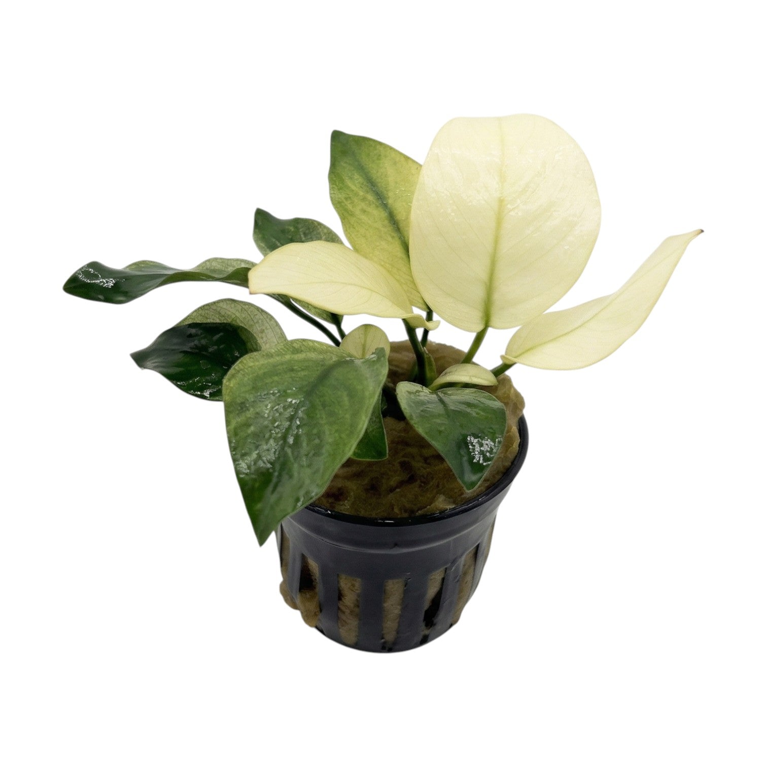 1512x1512 Anubias Aquarium Plant Varieties. Cuboid Aquatics LLC