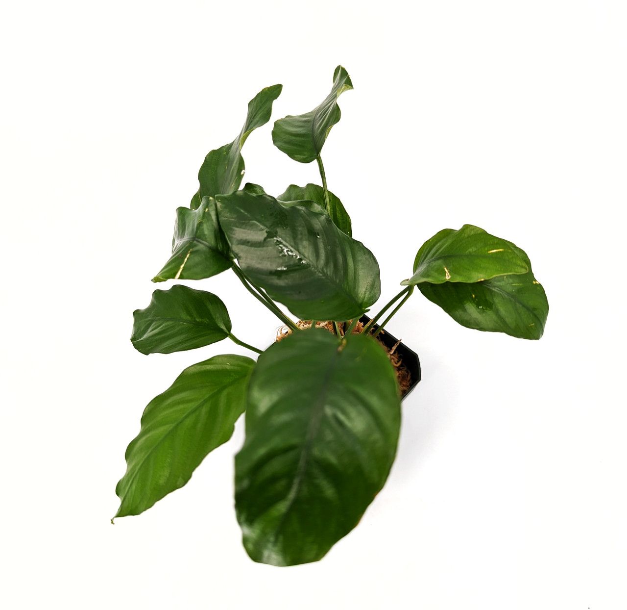 1280x1244 Anubias barteri