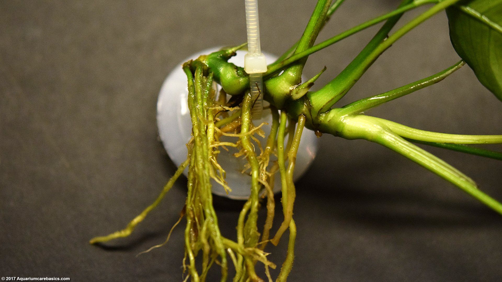 1920x1080 Anubias Barteri: Plant Types, Care, Propagation & Algae
