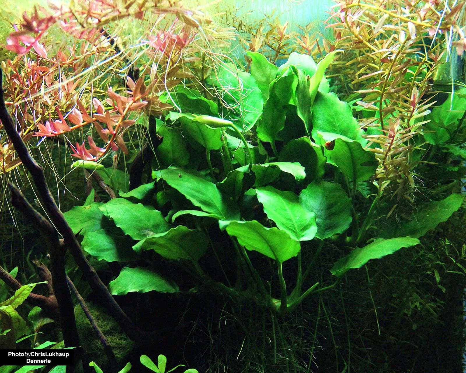 1600x1280 Anubias plants in the aquarium / terrarium & care. Aquarium plants. Blog