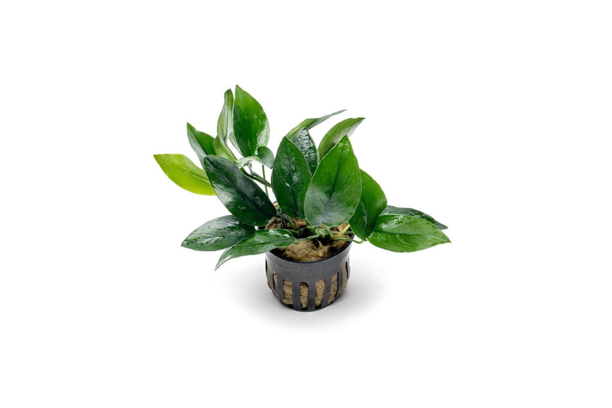 1200x800 Anubias Plants. Anubias Aquarium Plants