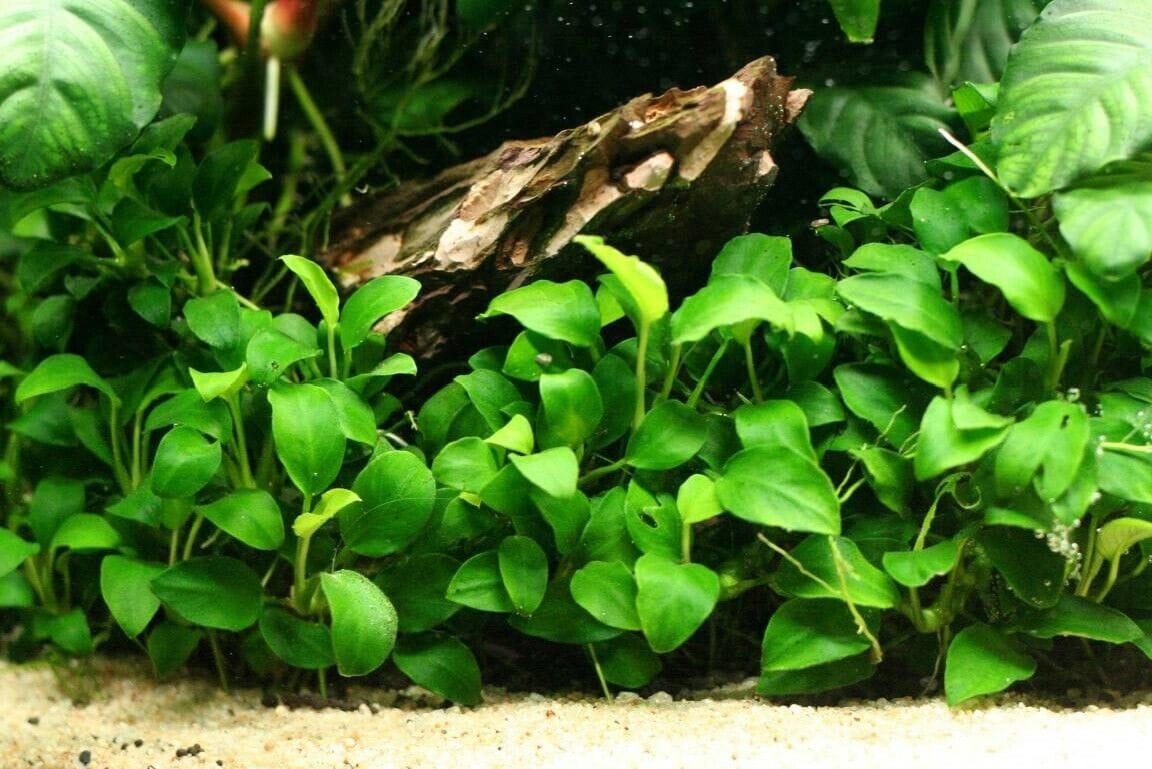1152x769 Anubias Types: A Detailed Overview for Aquarium Enthusiasts: Your Ultimate Guide to Aquariums, Fish, and Plants