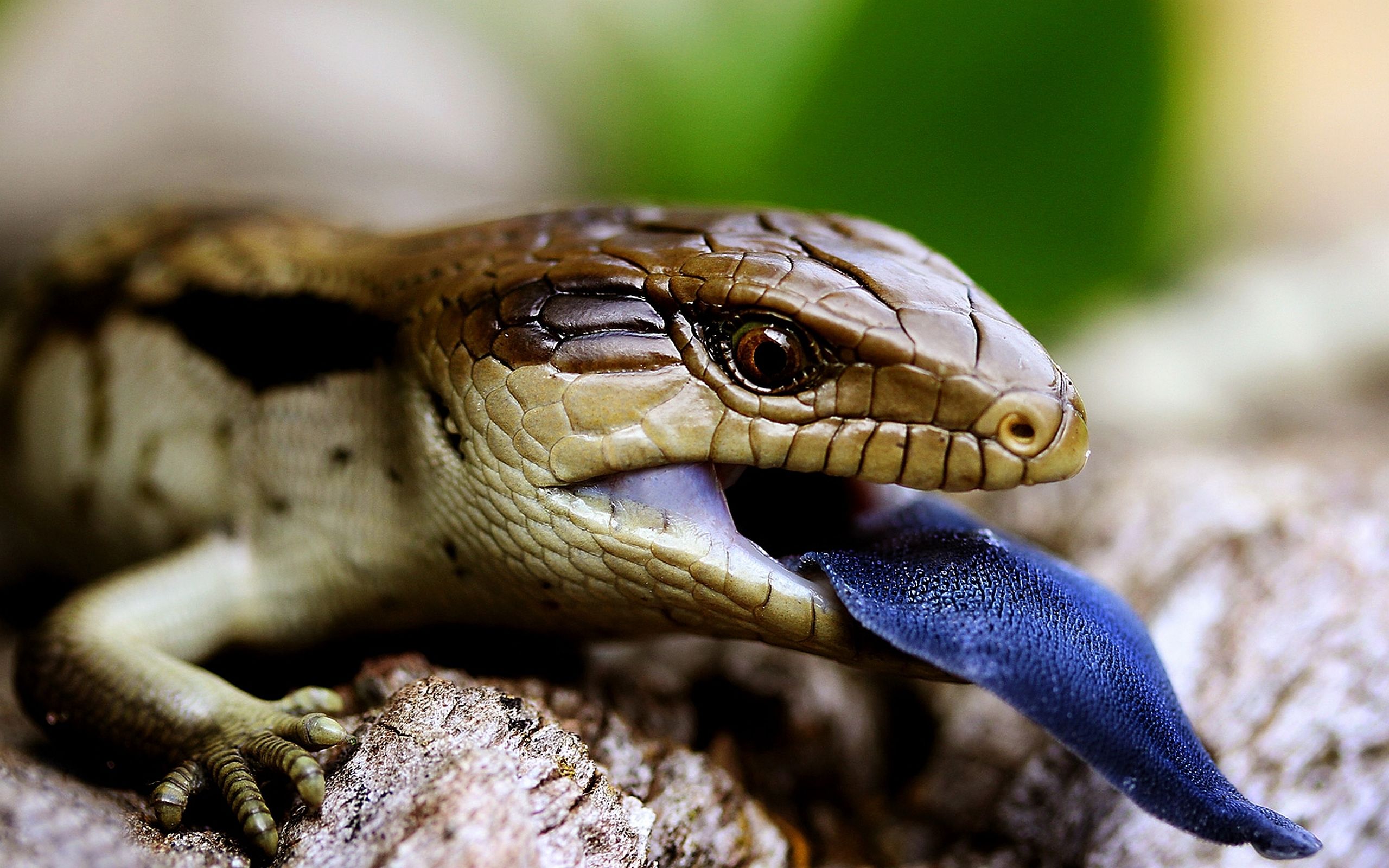 2560x1600 Stunning HD Blue Tongue Skink: Vibrant Lizard Close Up Wallpaperx1600