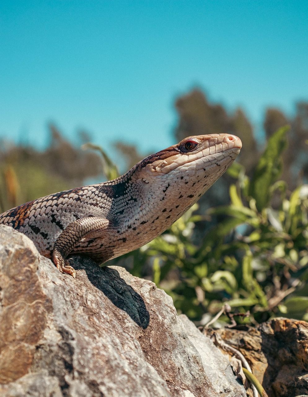 994x1280 Free Scynk & Skink Image