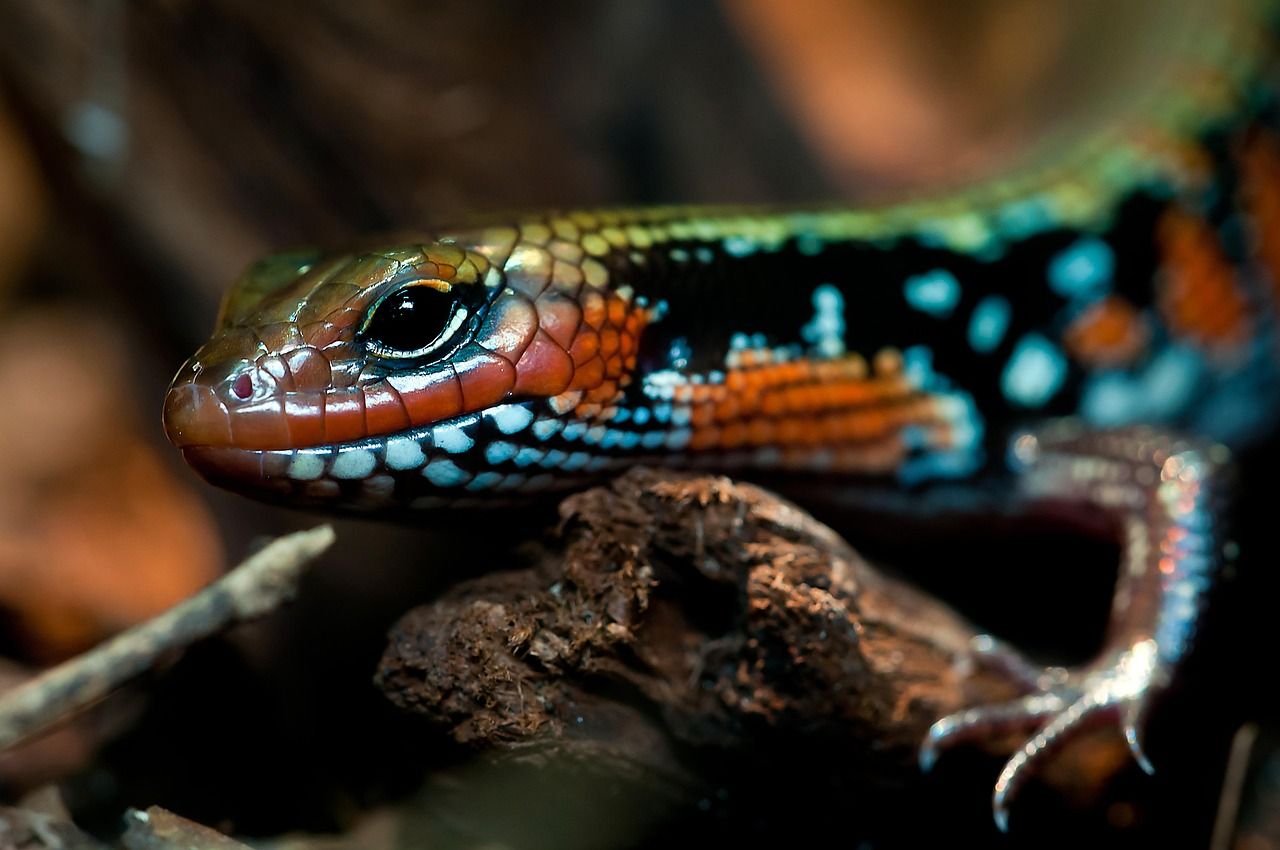1280x850 Free Splendor Skink & Skink Image