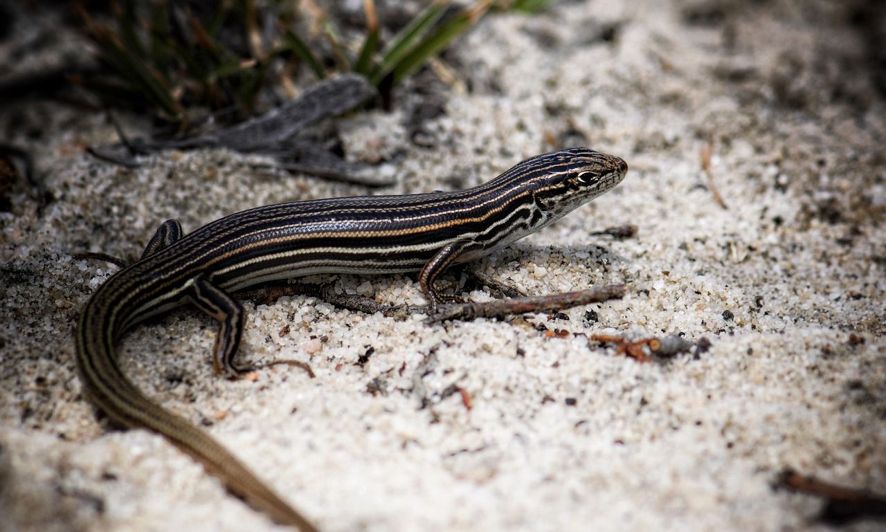1280x769 Free Western Skink & Skink Image