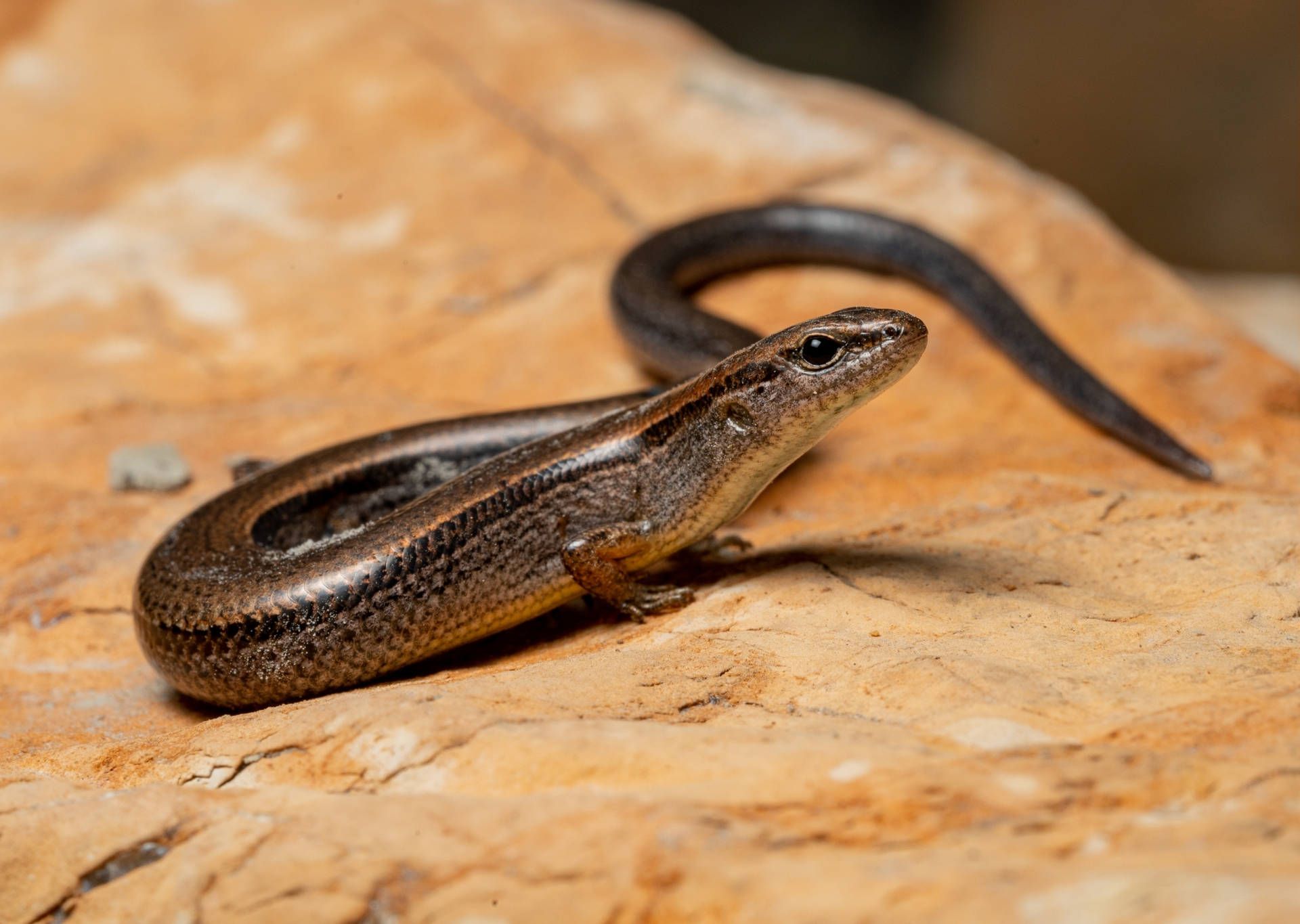 1920x1365 Download Shiny Brown Ground Skink Reptile Wallpaper