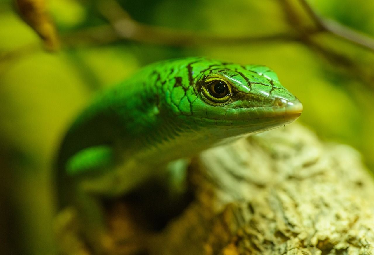 1280x873 Free Skink & Reptile Image