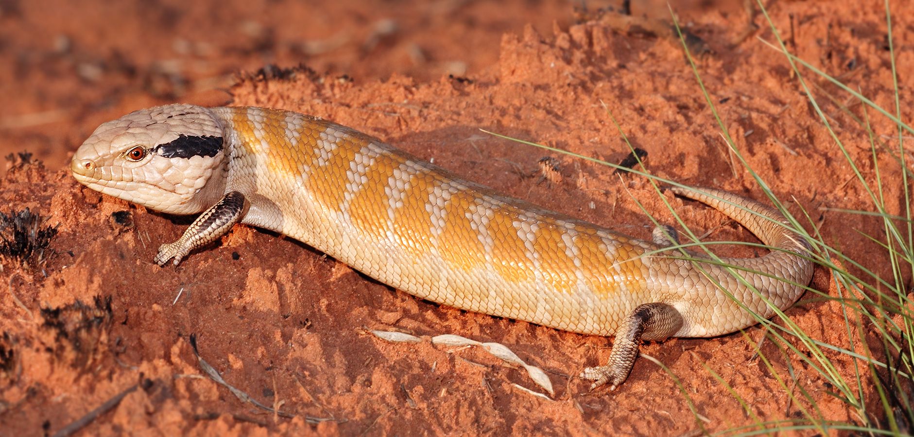 1881x900 Centrailian Bluetongue