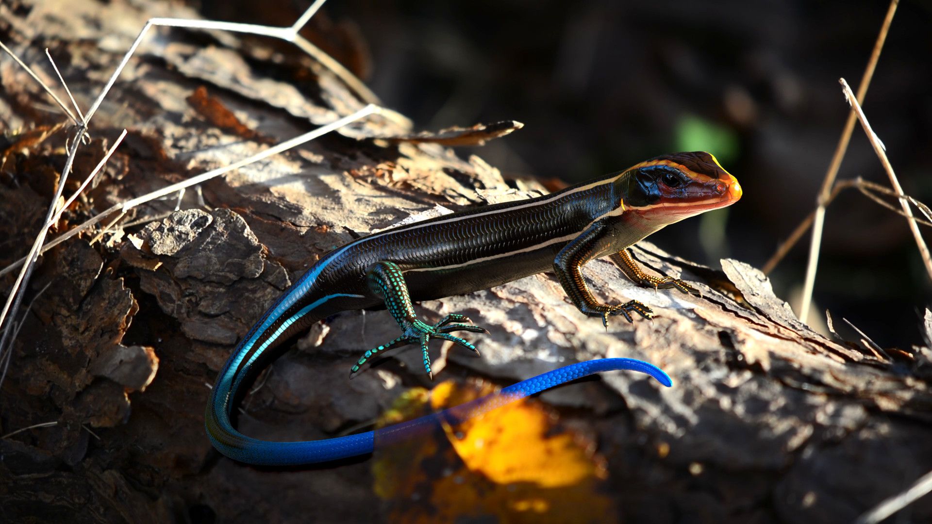1920x1080 Eva FEKETE tailed Skink- Photography Integration