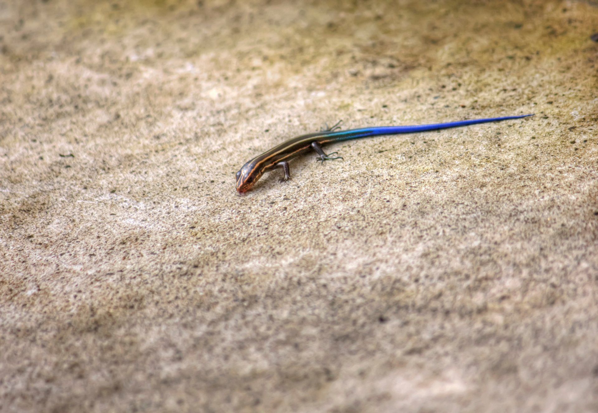 1920x1328 Download Lizard Animal Skink 4k Ultra HD Wallpaperx2832