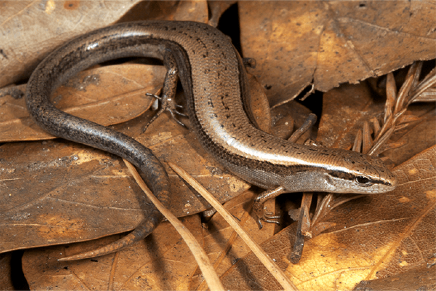 1400x934 Ground Skink