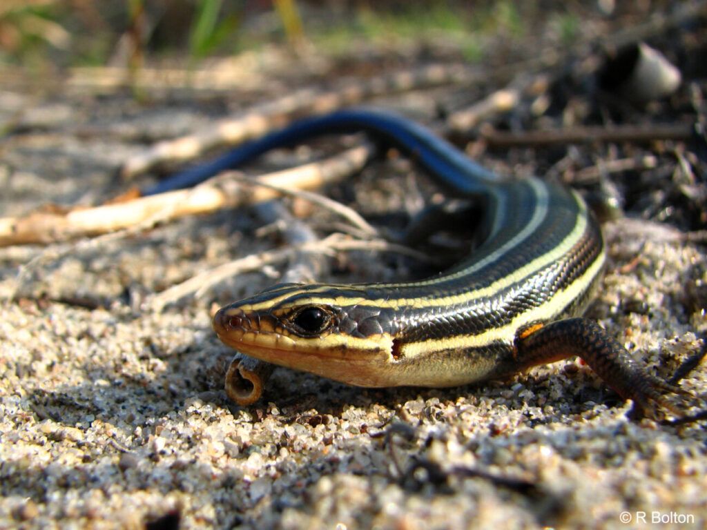 1024x768 Five Lined Skink Bay Mnidoo Gamii Biosphere