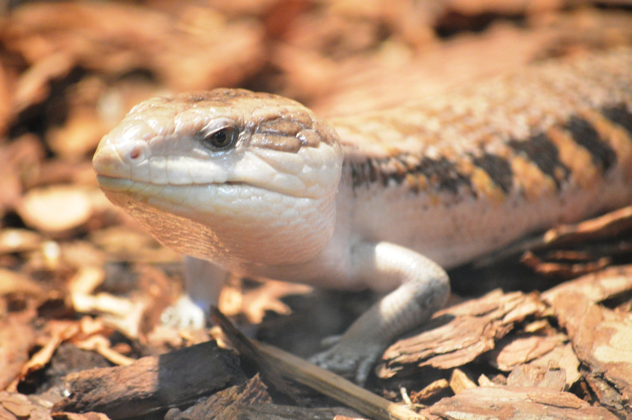 2124x1412 Blue Tongued Skink Complete Substrate Guide