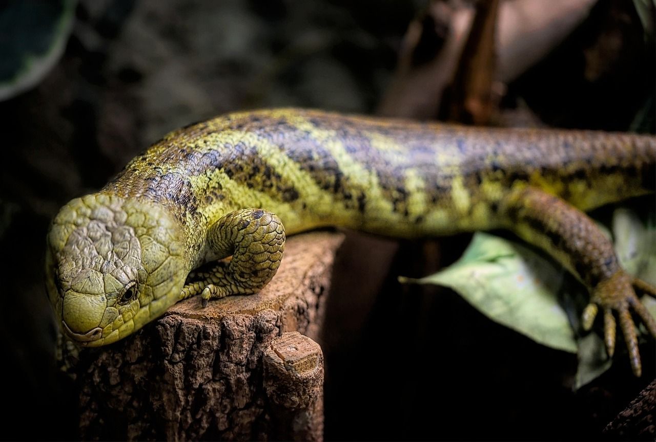 1280x864 Free Blue Tongued Skink & Skink Image