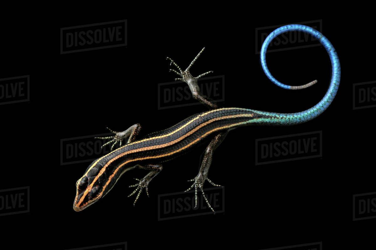 1200x800 Close Up Of A Blue Tailed Skink (Cryptoblepharus Egeriae) Against A Black Background Free